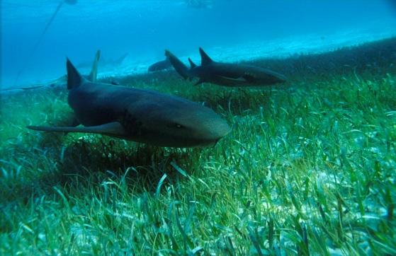 636240971717860989232312353_nurse shark 4