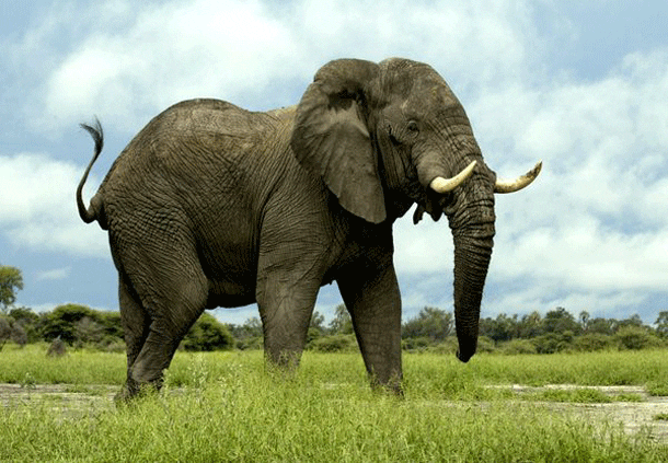 Dangerous Species Elephants