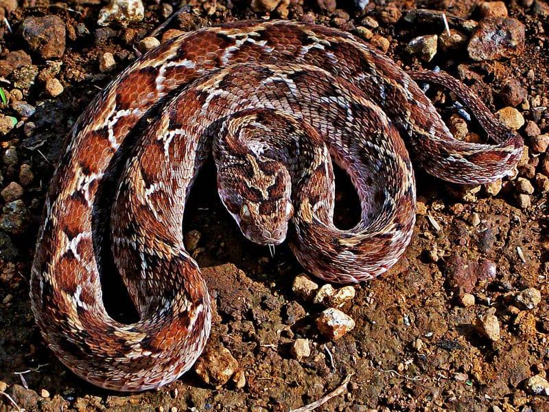 Saw-scaled_Viper